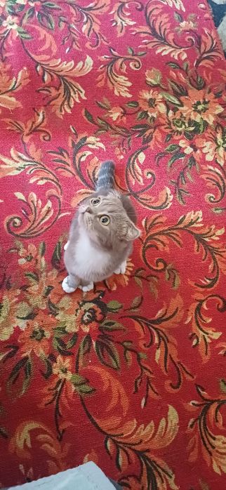 Кошка виса уша пародп