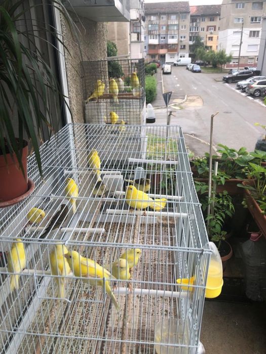 Canari de vanzare
