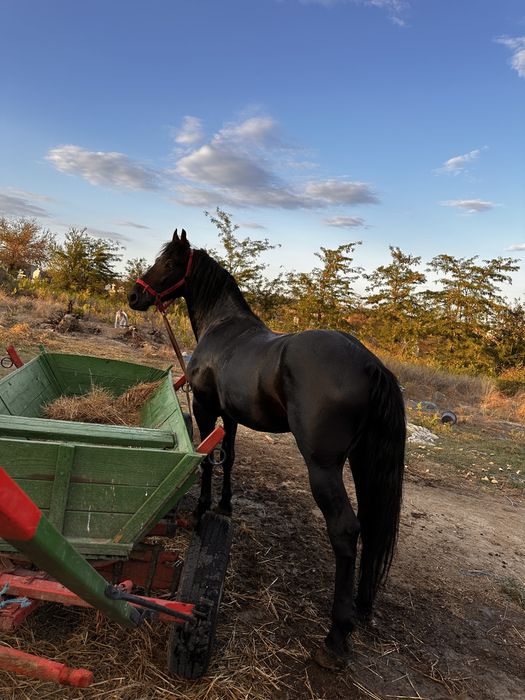 Vand armasar talie mare friz cu trapas