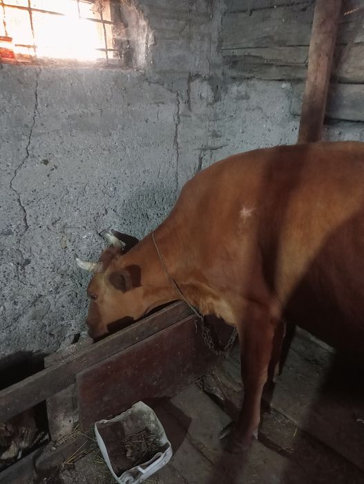 Продам.   карову