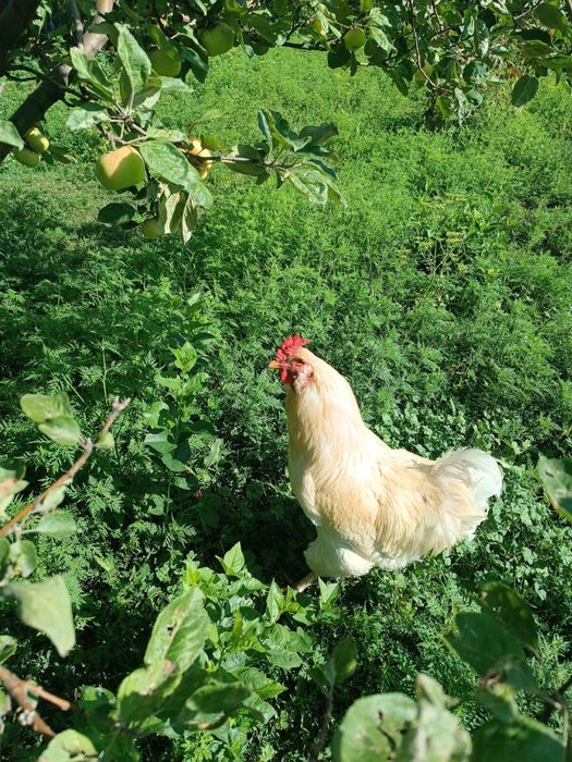 Продам петуха домашнего