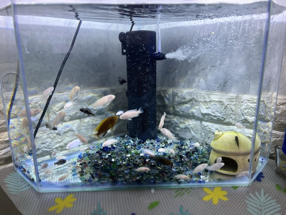 Цихлиды белые .. снежинки..