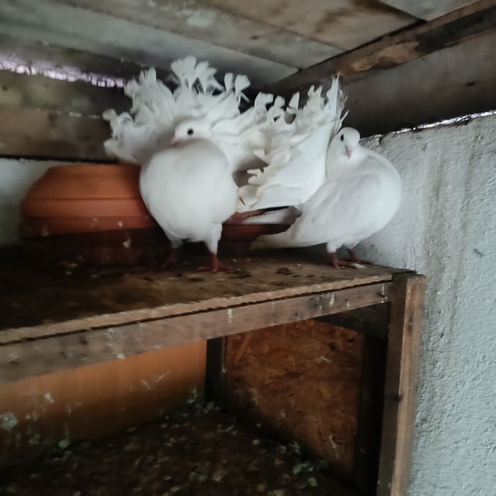Porumbei voltați albi linie veche originala