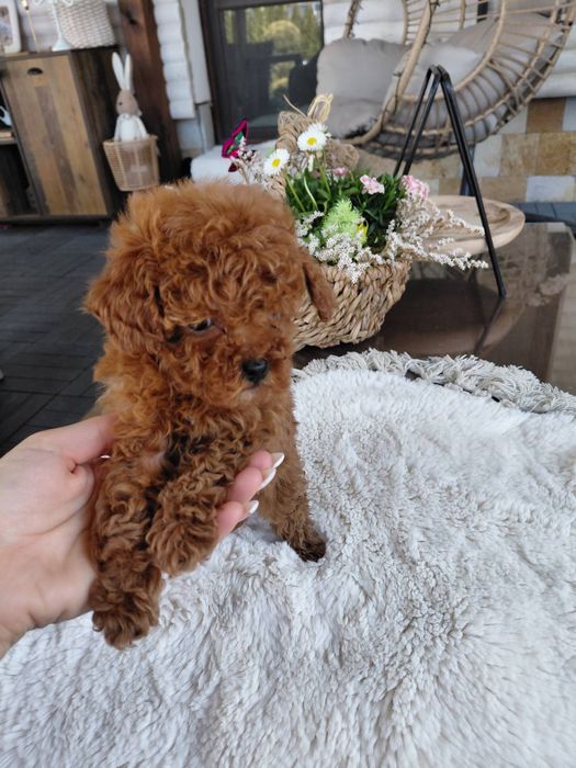 Той и Мини пудел