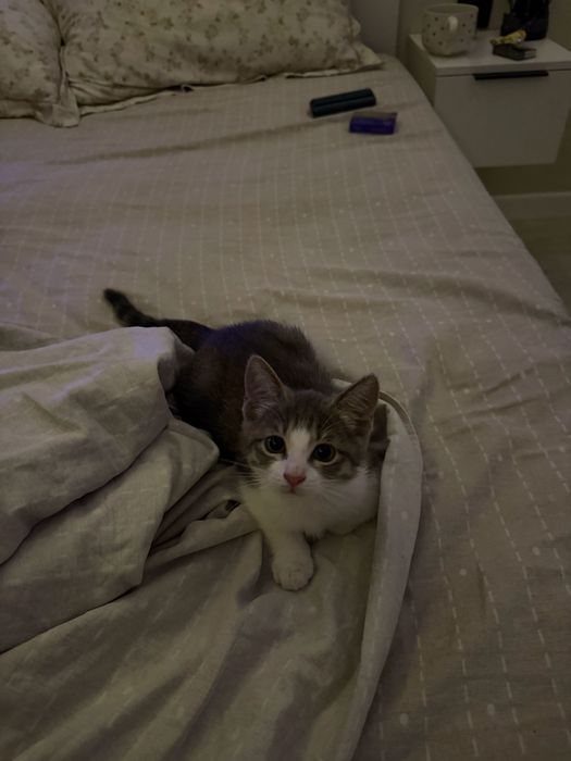 Маленький котёнок девочка