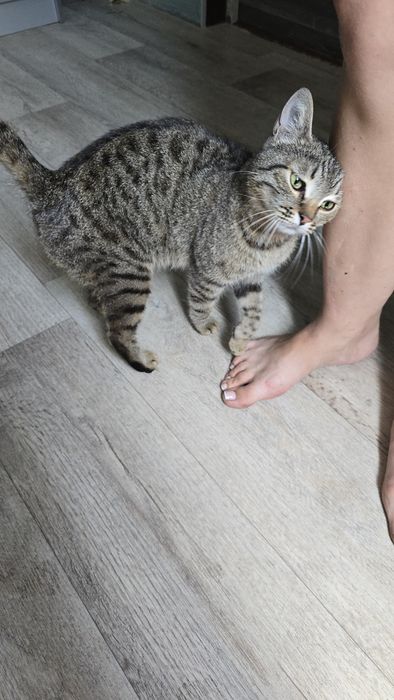 Кошка гений, ласковая