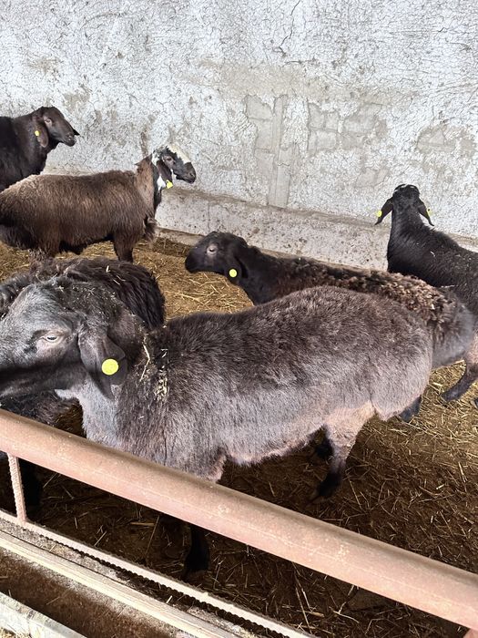 Эдилбай гибрит зотдор қўзи қўчқор қўйлар сотилади, оптом