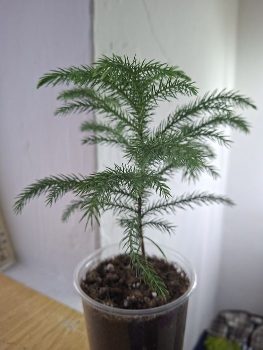 Комнатные цветы молодые