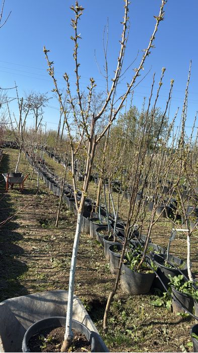 Pomi la ghiveci pe rod