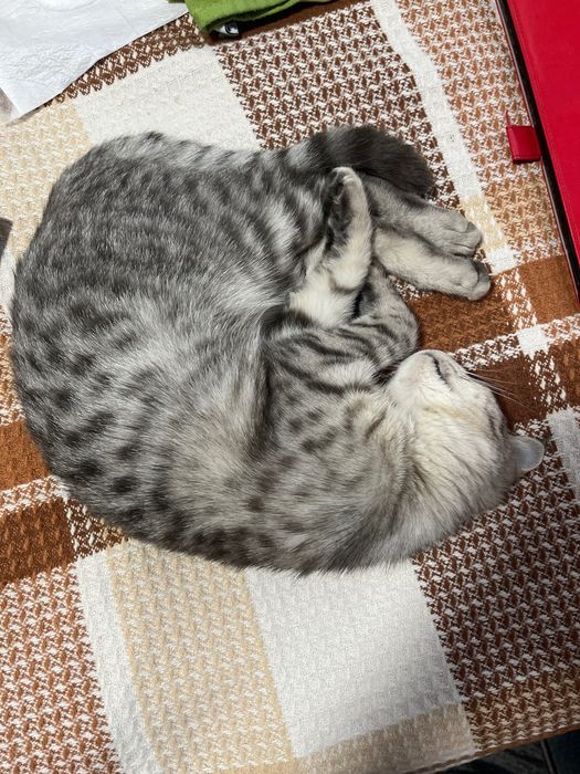 Кошечки ищут дом