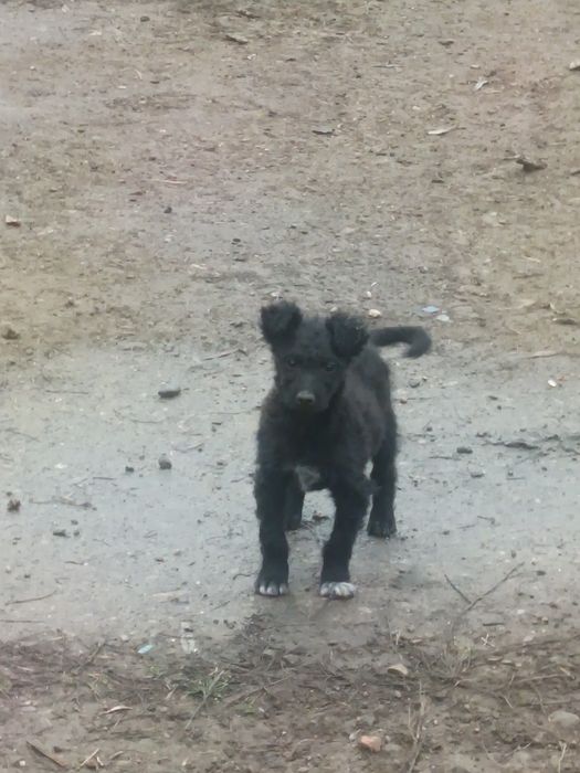 Vând pulei cu pedigri