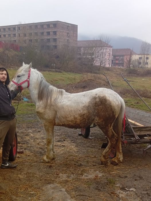 De vânzare armăsar cuminte și caruta