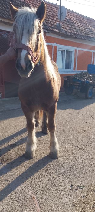 De vânzare o mânză