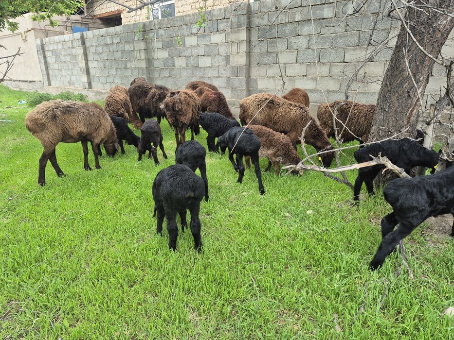 Козылы койлар қозылы қойлар қой