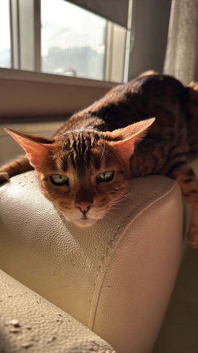 Отдам кошку в добрые руки