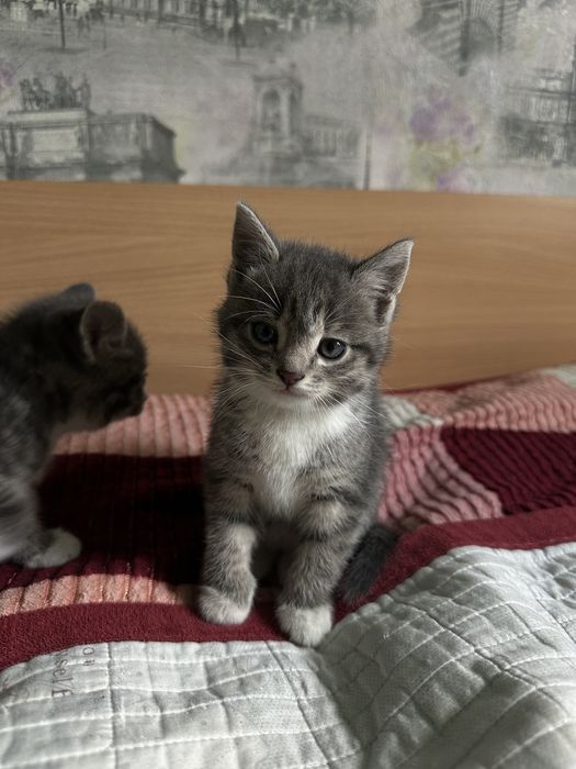 Дарю Котят бесплатно