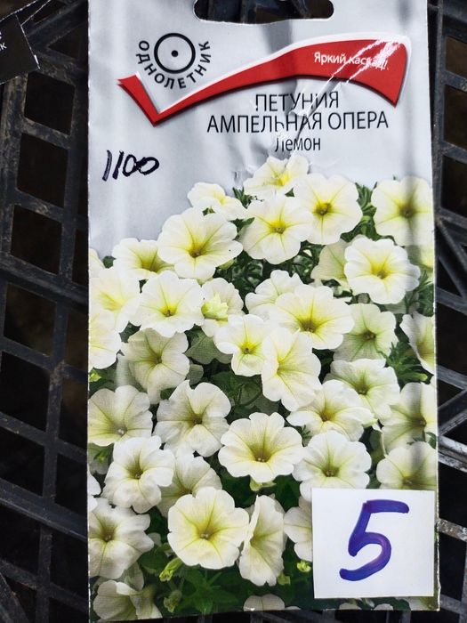 Продам рассаду ампельной петунии.