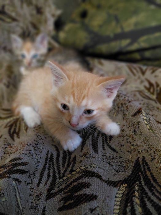 Отдам котят, 1,5 месяца