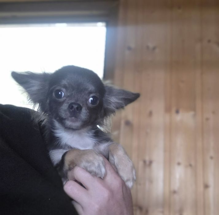 Продам пару чихуахуа