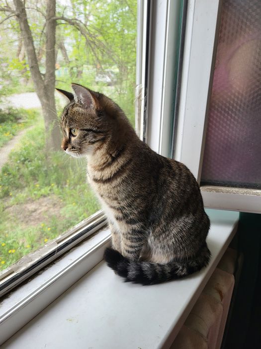 Отдам кота в хорошие руки