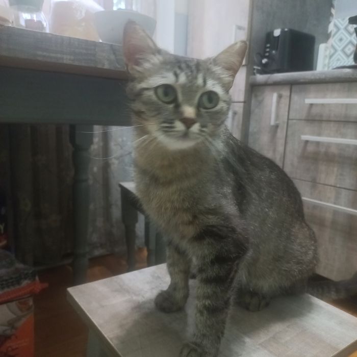 Отдам кошку девочку