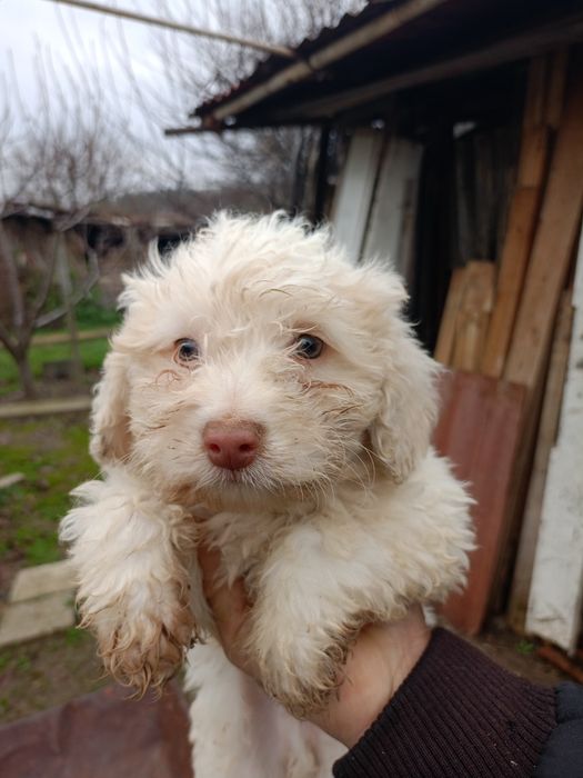 продавам кученца лагото-кокер