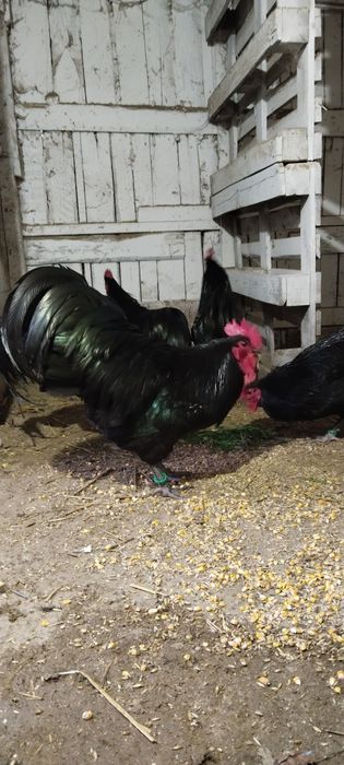 Cocosii Brahma sí Australorp