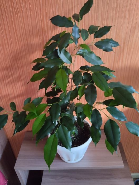 Продам комнатные цветы.