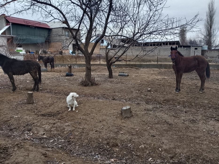 Assalomalekum Uloqchi To'fon otdi bolasi 5 o'ylik sotuvda