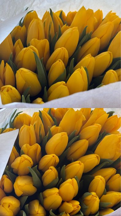 Тюльпан розница предзаказ оптом доставка