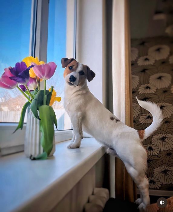 Продам собак Джек Рассел