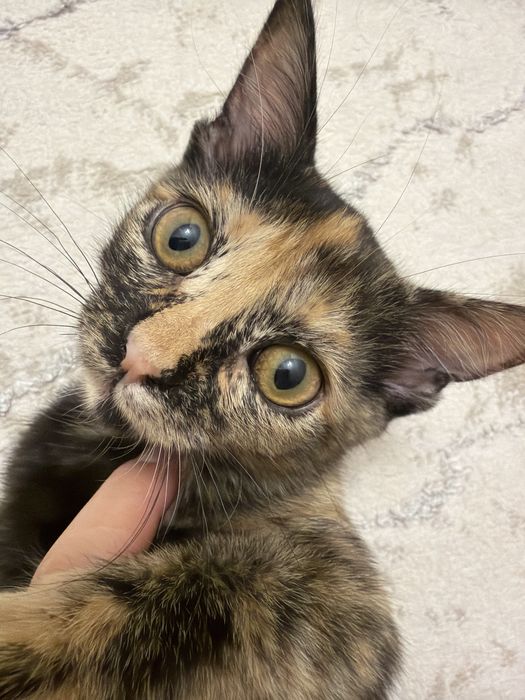 Отдам котенка в хорошие руки
