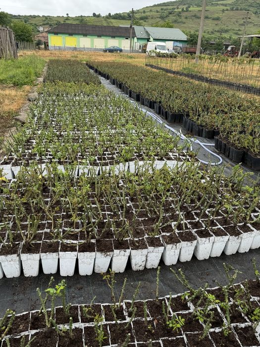 Trandafiri în Ghiveci – Soiuri de Calitate, Direct de la Pepinieră!