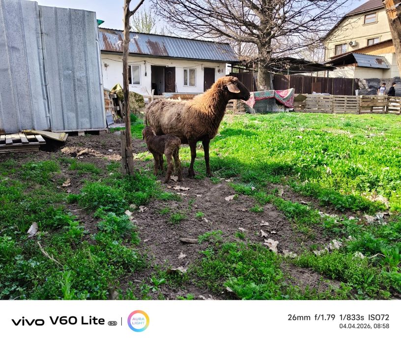 Продам баран с ягненком