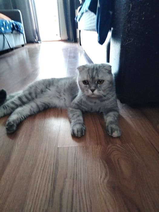 Кошечка в добрые руки