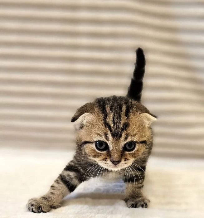 Шикарнык котята, 1.5 мес