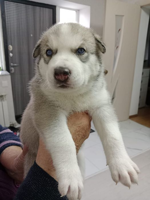 Щенки Хаски продаються