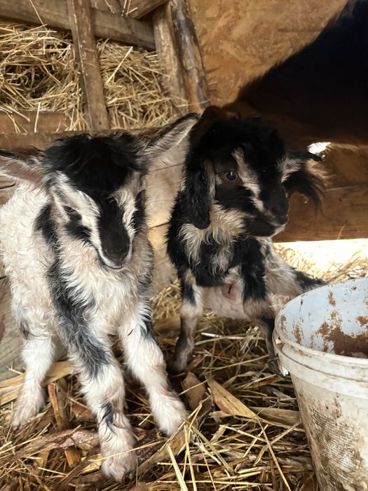 Vand capra cu doi iezi