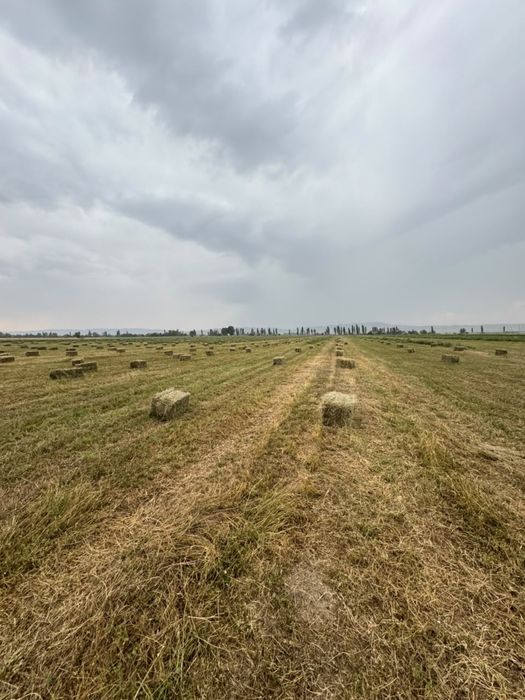 Продам клевер 1 кос