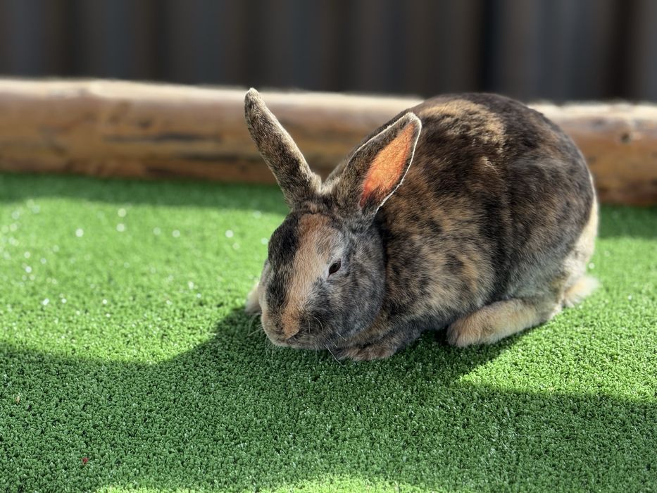 Зайци от породата Рекс