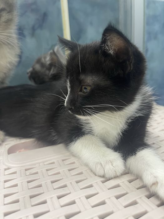 Домашние котята в добрые руки