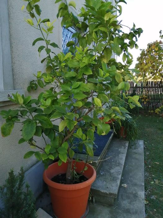 Vind lamii altoit întrat pe rod de 15 ani Are doi metri înălțime fruct