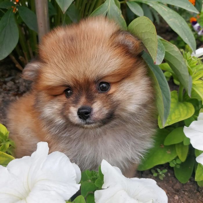 Продам щенков шпица.