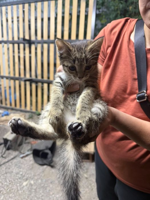 Котята бесплатно в добрые руки