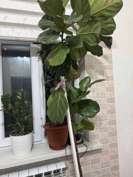 Комнатные растения