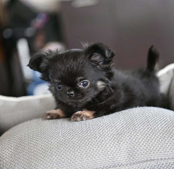 Женско миниатюрно дългокосместо чихуахуа черно с подпали