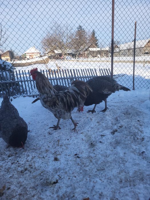 Vând doi cocosi australorp