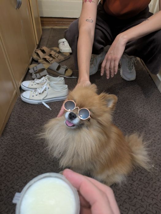 Шпиц ищет невесту, вязка.