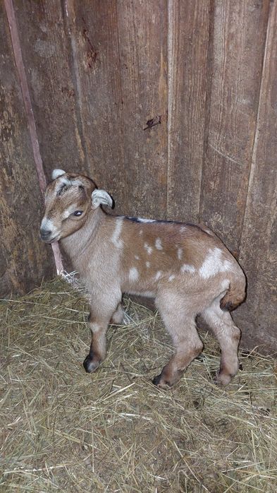 Vand ieduț.         .