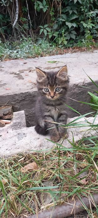 Отдам Котят бесплатно